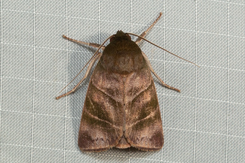 Calymera longicornis