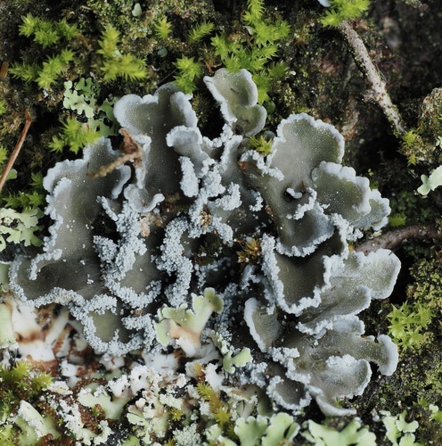 Pannaria fulvescens observed 2025-07-14