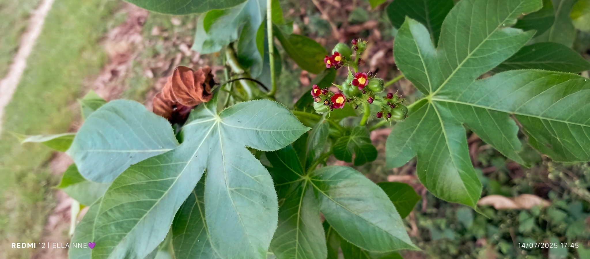 Jatropha gossypiifolia