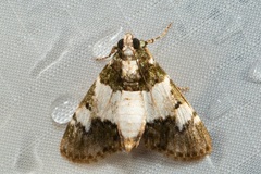 Salma philiasalis