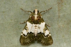 Salma philiasalis