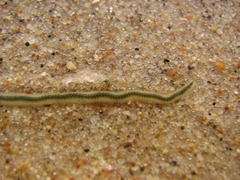 Phyllodocidae