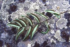 Pellaea glabella simplex