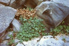 Pellaea glabella simplex