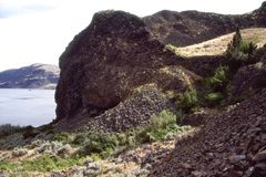 Pellaea glabella simplex