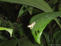 Ptychohyla hypomykter