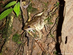 Lithobates maculatus