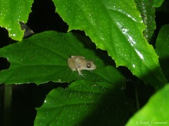 Craugastor laevissimus