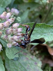 Isodontia exornata