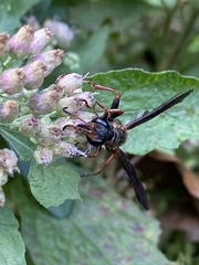 Isodontia exornata