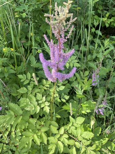 Astilbe rubra