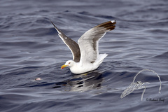 Larus michahellis atlantis