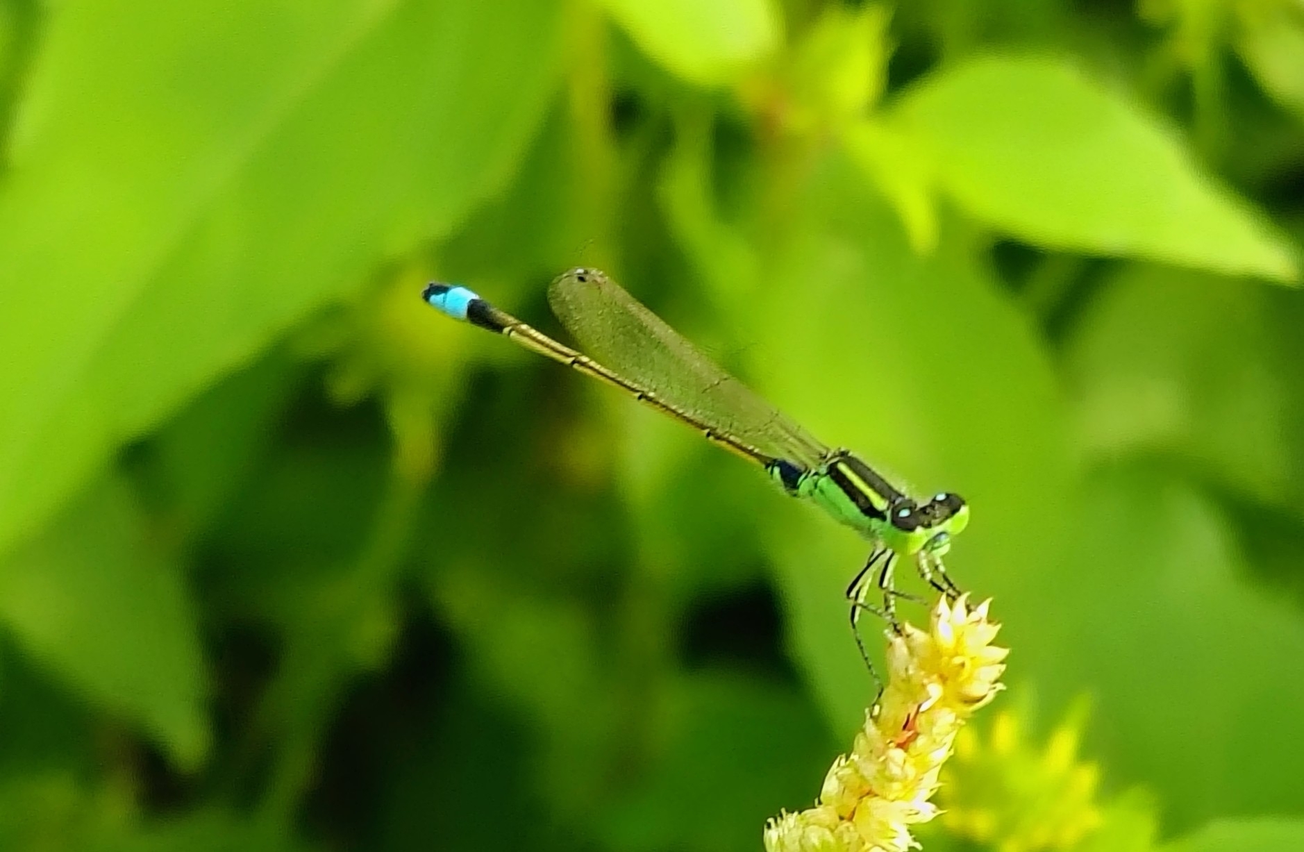 Tropical Bluetail