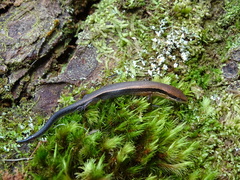 Scincella gemmingeri