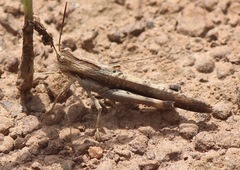 Morphacris fasciata