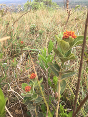 Palicourea officinalis