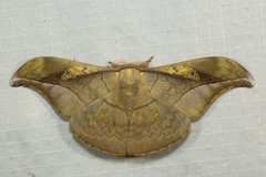 Antheraea rosieri