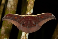 Antheraea assamensis