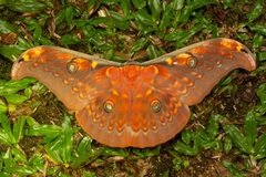 Antheraea larissa
