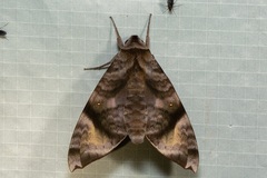 Acosmeryx pseudonaga