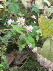 Persicaria thunbergii
