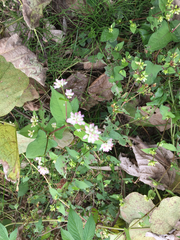 Persicaria thunbergii