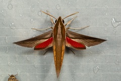 Hippotion boerhaviae