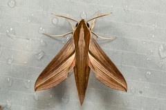 Hippotion boerhaviae