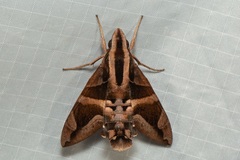 Macroglossum mitchellii