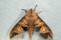 Marumba spectabilis