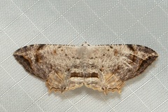 Dysaethria nigrifrons