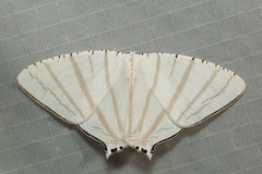 Urapteroides astheniata