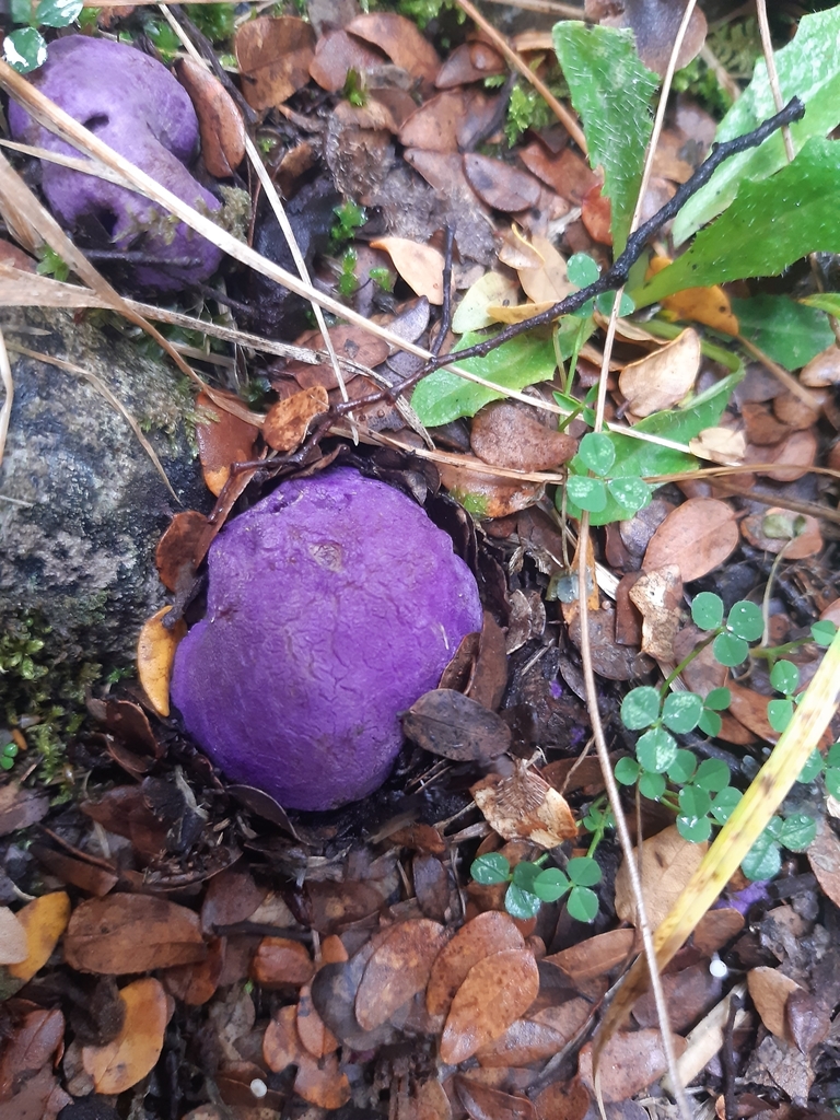Gallacea scleroderma · May 2025 · photo: © georgecox (iNaturalist, cc0)