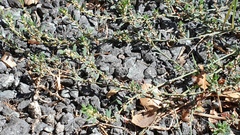 Polygonum aviculare depressum