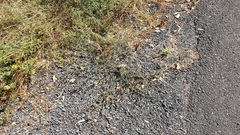 Polygonum aviculare depressum