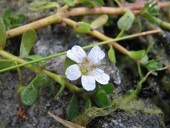 Bacopa monnieri