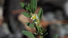 Polygonum aviculare depressum