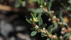 Polygonum aviculare depressum
