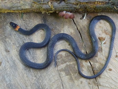 Chersodromus liebmanni
