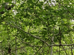 Bursera silviae, photograph author not stated, no rights reserved