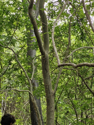 Bursera silviae, photograph 5