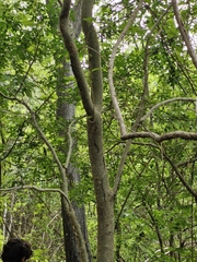 Bursera silviae, photograph author not stated, no rights reserved