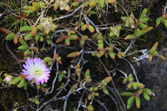 Disphyma australe australe