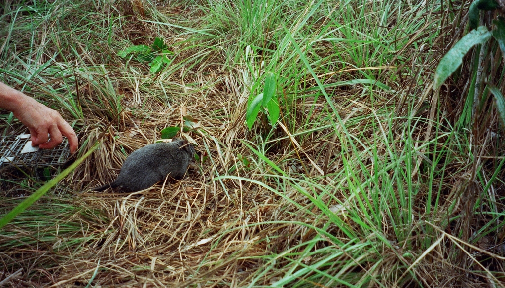 Woolly Giant Rat