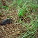 South American Giant Rats - Photo (c) Matt Muir, some rights reserved (CC BY), uploaded by Matt Muir