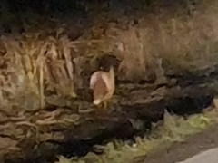 Vulpes vulpes vulpes