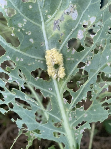 Cabbage White Parasitoid Wasp photo 4