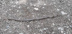 Stenorrhina degenhardtii