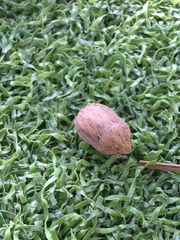 Eurygaster integriceps