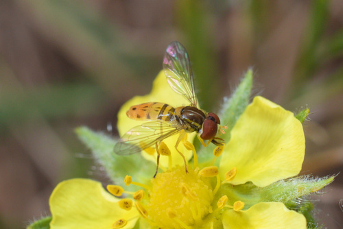 Unknown species found near Gillette, WY, USA